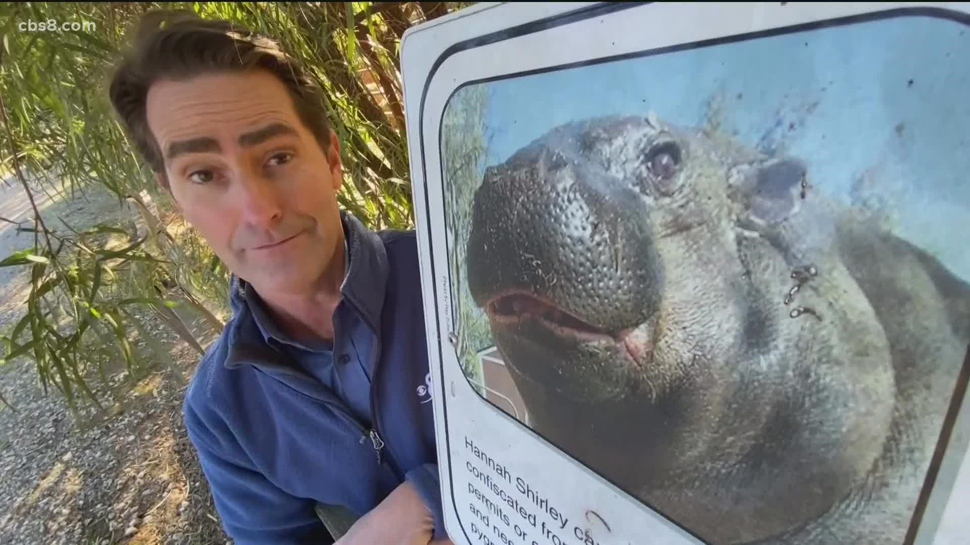 The hippo was rescued from an Escondido backyard and taken to San Diego Humane Society's Ramona Wildlife Center in 2002.