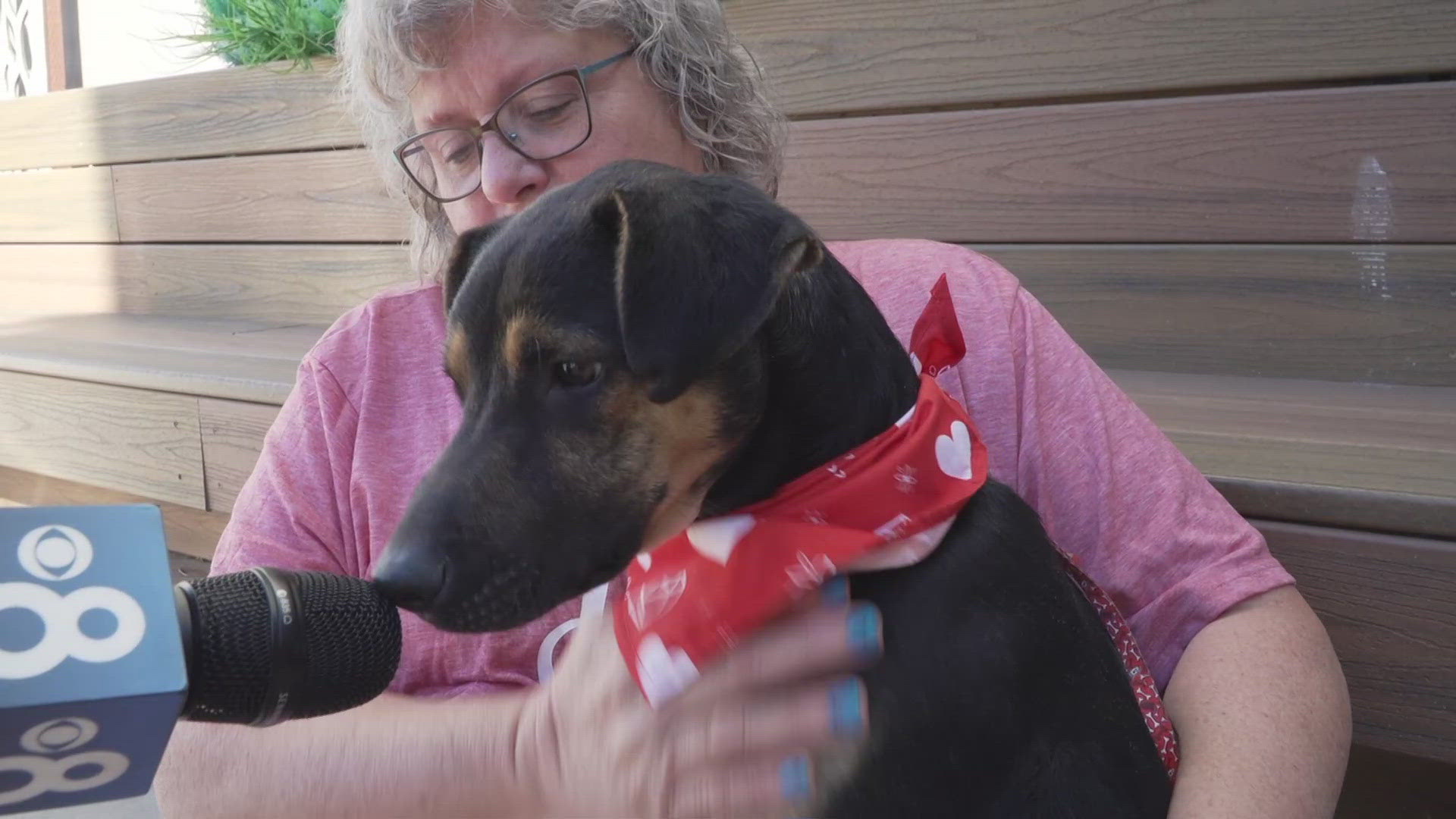 Cupid’s & Canines adoption event helps hundreds of pets find forever ...