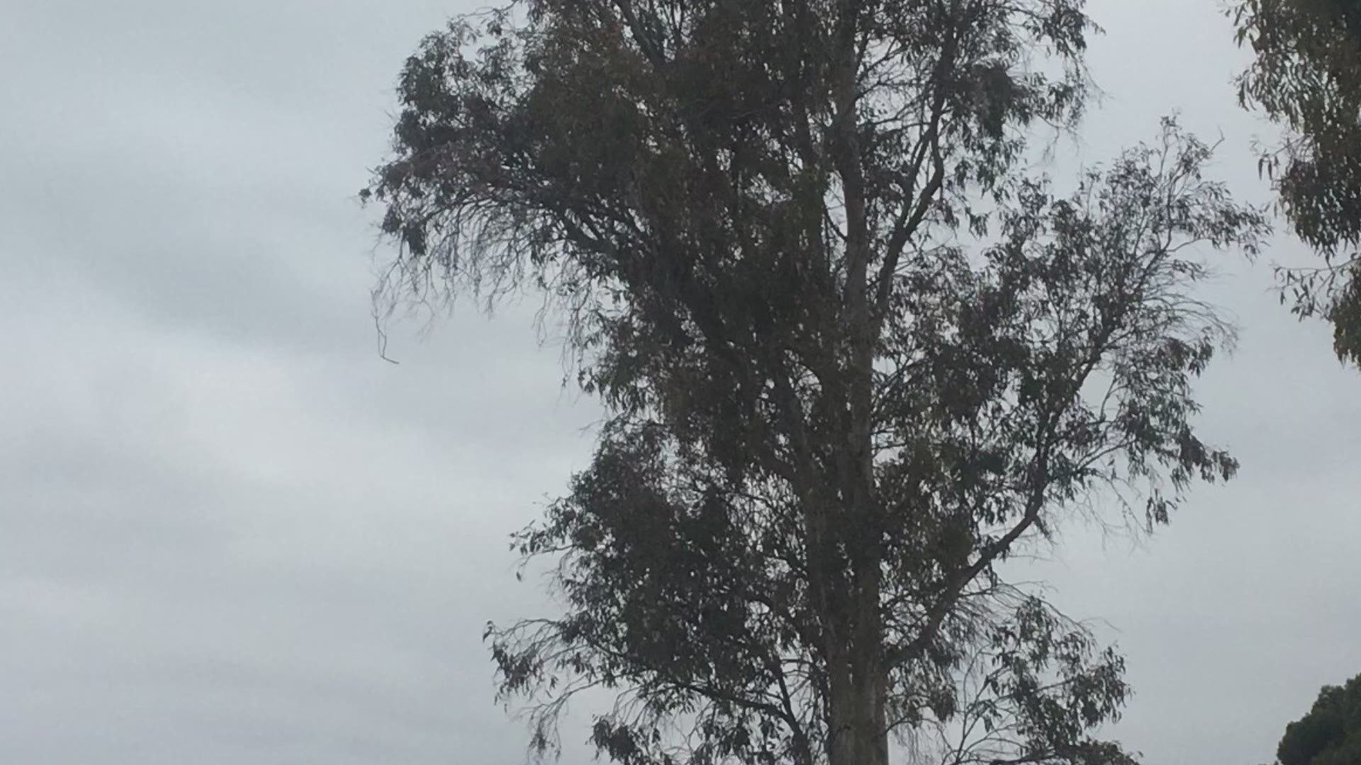 Credit: SD Fire-Rescue. SD Humane Society called for San Diego Fire-Rescue to save an adult Osprey hanging upside down in a tree in Mission Bay Park Thursday morning