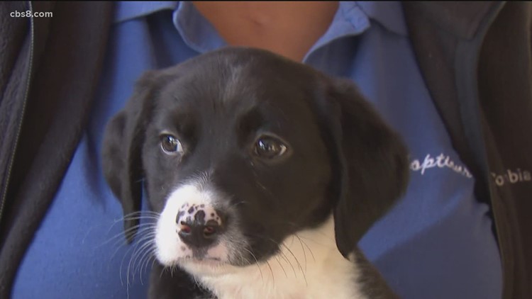 Helen Woodward Animal Center in Rancho Santa Fe holding adoption event for military families