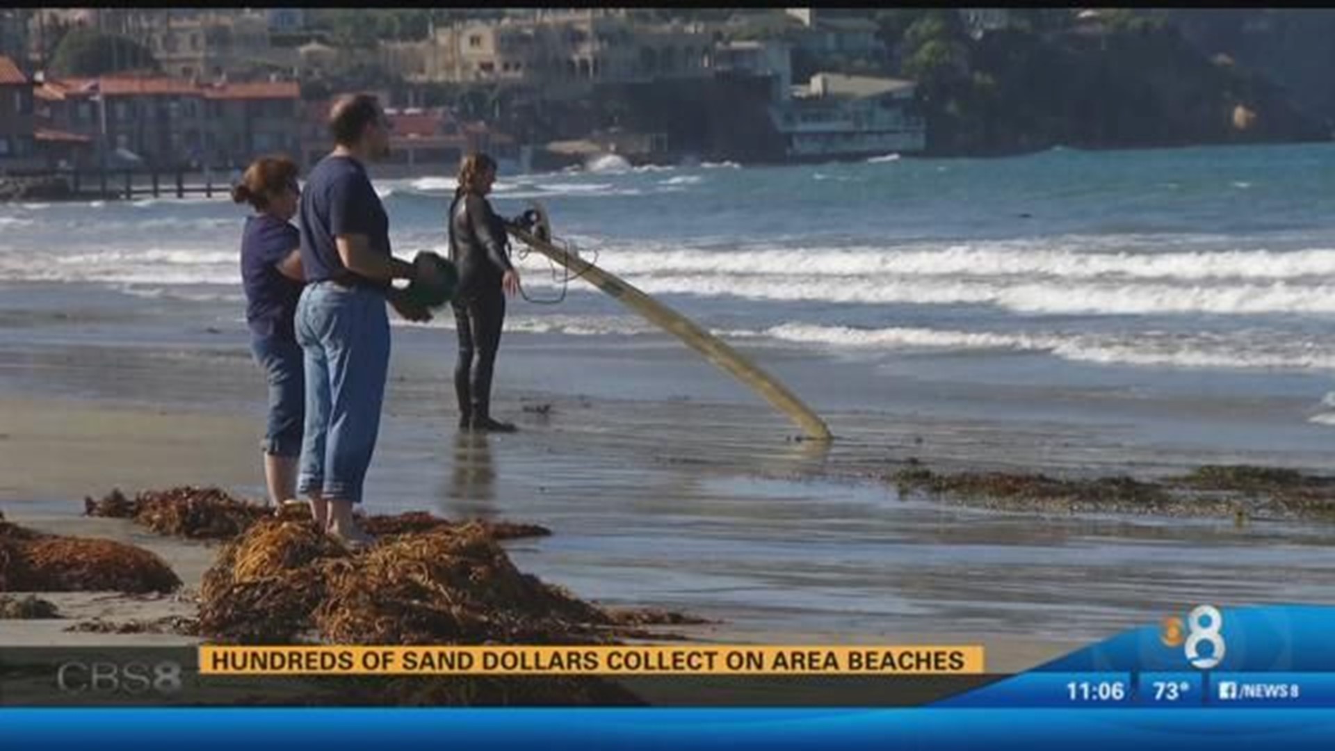 How to Identify Live Sand Dollars – Beachcombing Magazine