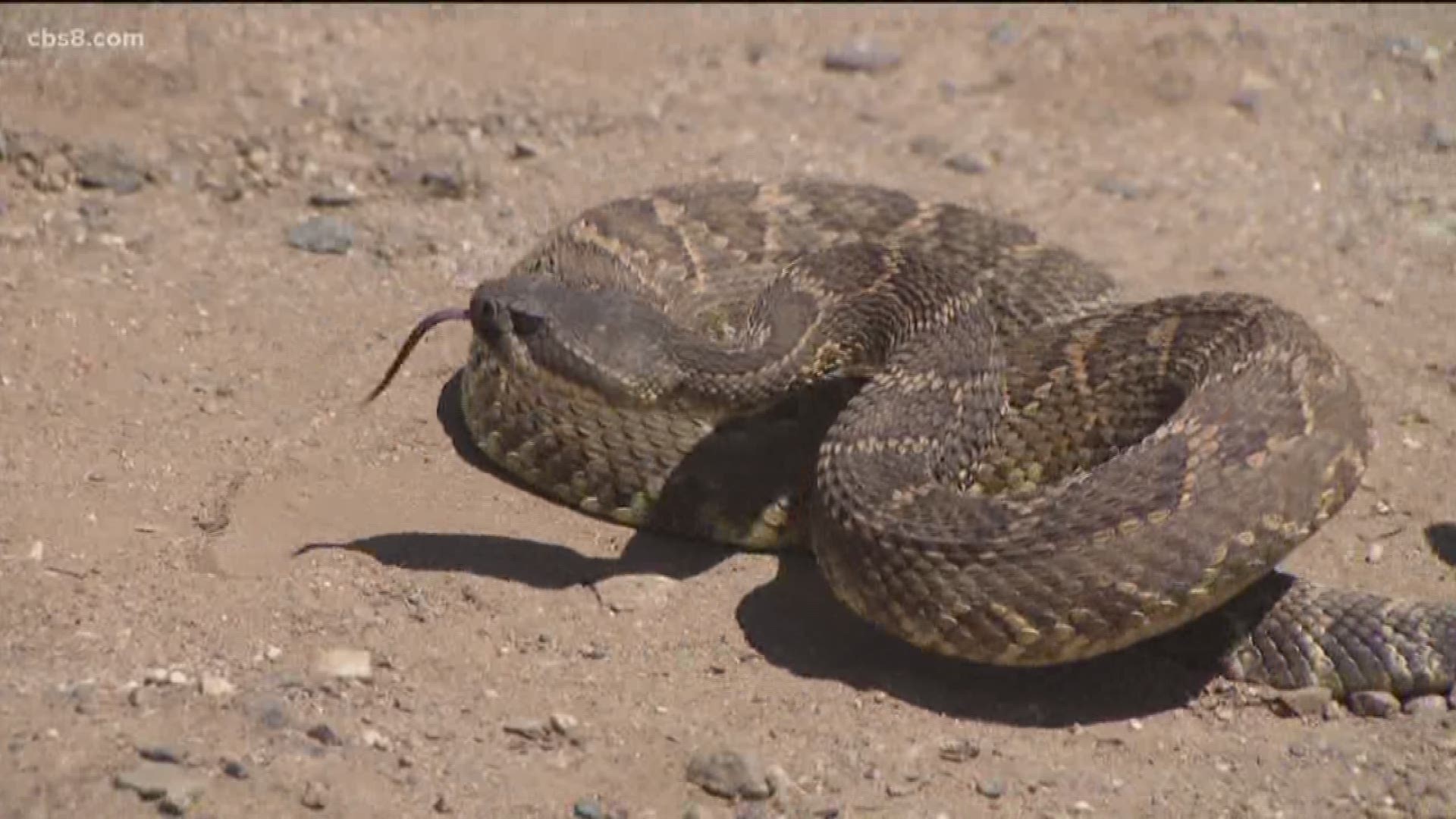 San Diego hillsides are green and luscious this spring with all the rain the region received this winter. Lurking among all that brush are snakes - and lots of them. How do you avoid them while hiking? What do you do if you get bit? News 8's Shawn Styles answers some of those questions.