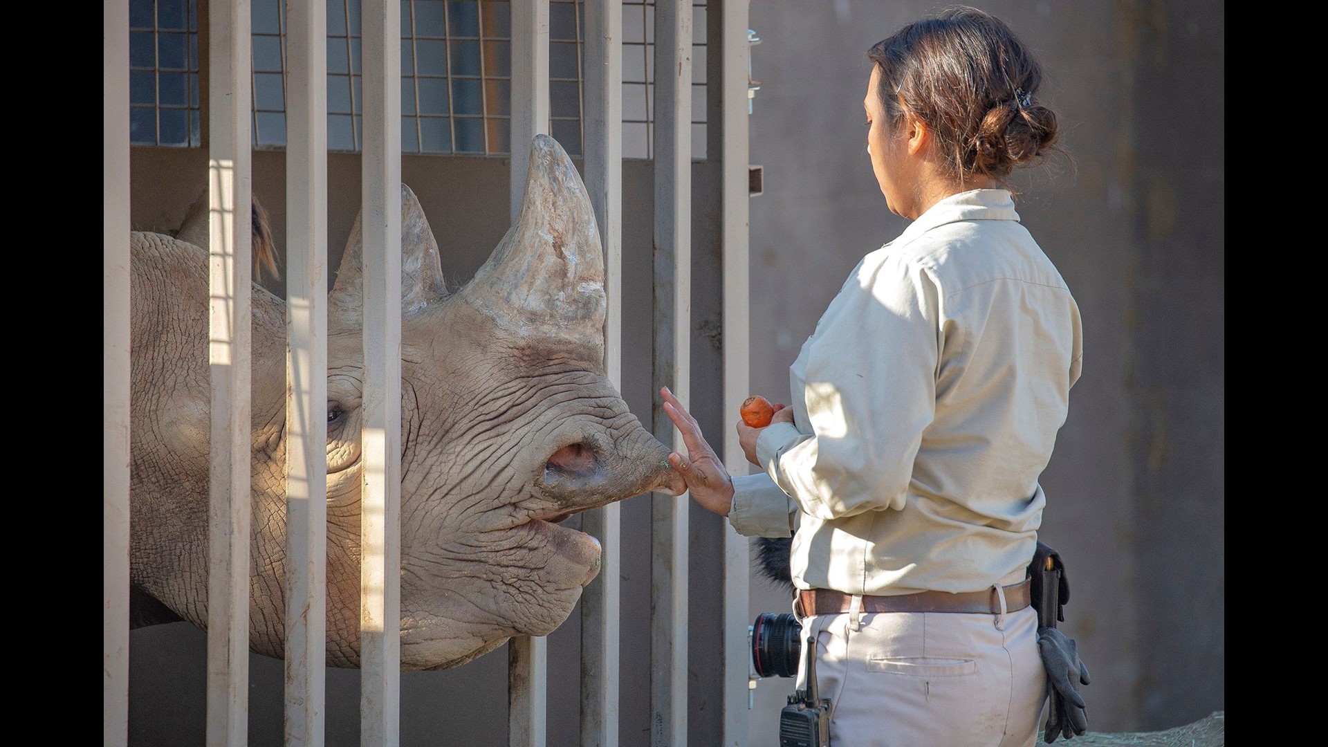 San Diego Zoo Donates Black Rhino To Tanzania For Conservation Effort 