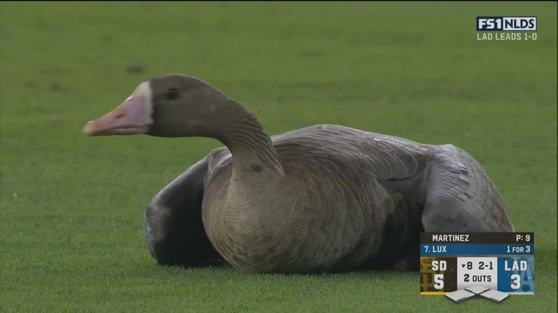 It was the fowl seen around the world, after a goose got loose on the field at Wednesday night Padres vs Dodgers game in Los Angeles and the crowd went crazy.