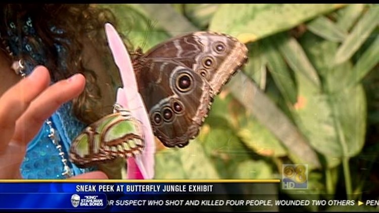 safari park butterfly jungle 2023