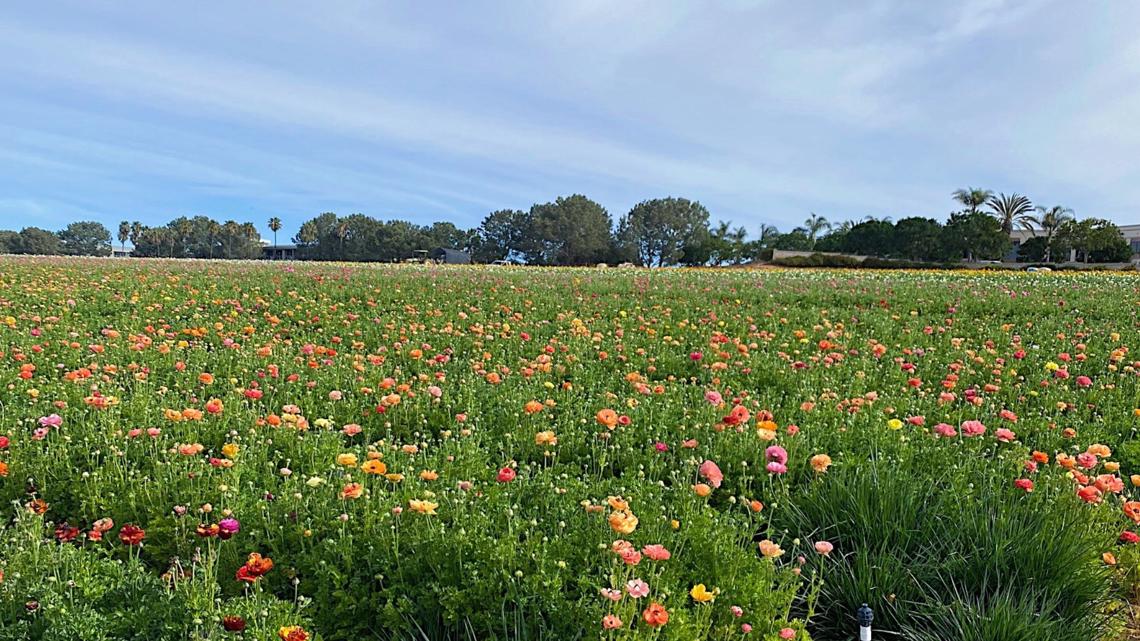 The Flower Fields open for 2020 season in Carlsbad Ranch