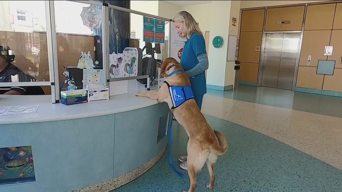 Working Fur Kids | Rady Children's Hospital Working Fur Kids give-a-thon to support Resident Canine Therapy program