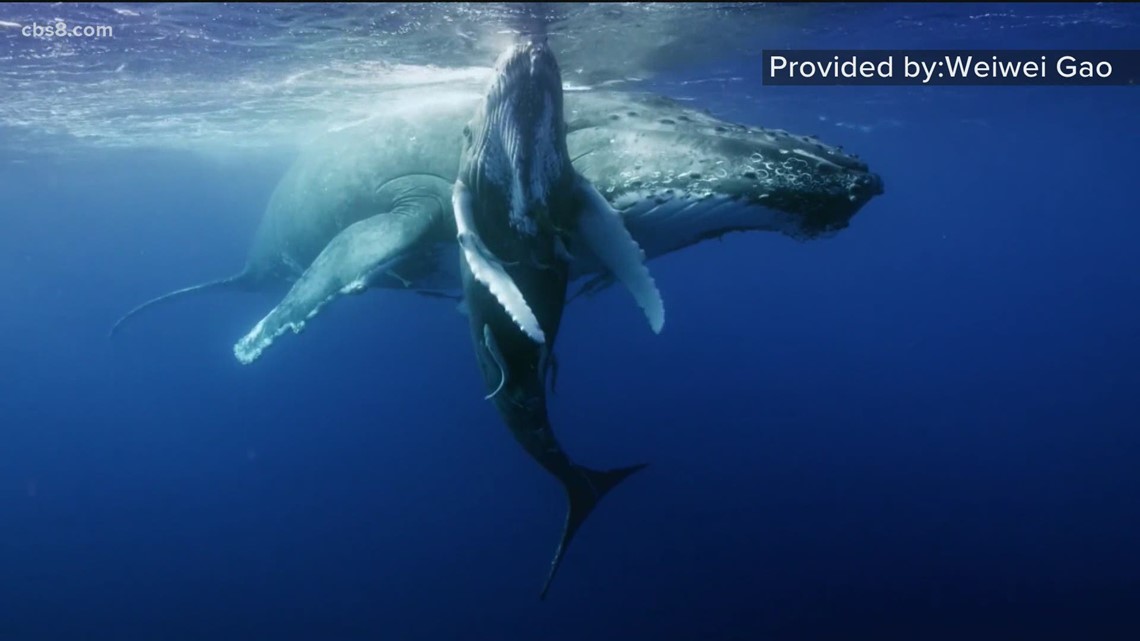 A sneak peak at San Diego's upcoming Undersea Film Exhibition - Vimarsana News
