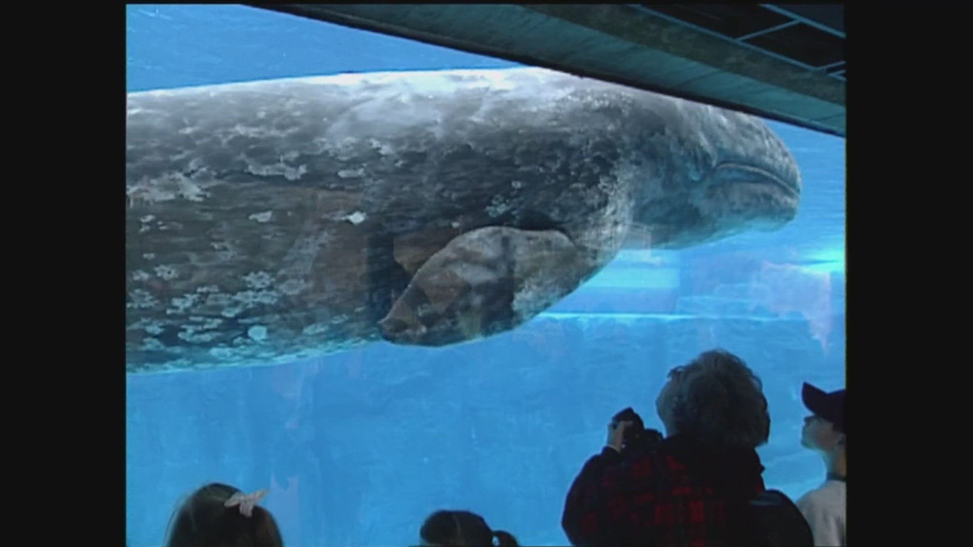 CBS 8 is celebrating 75 years of broadcasting in San Diego County. Here's a look at the rescue of JJ The Gray Whale in 1997.