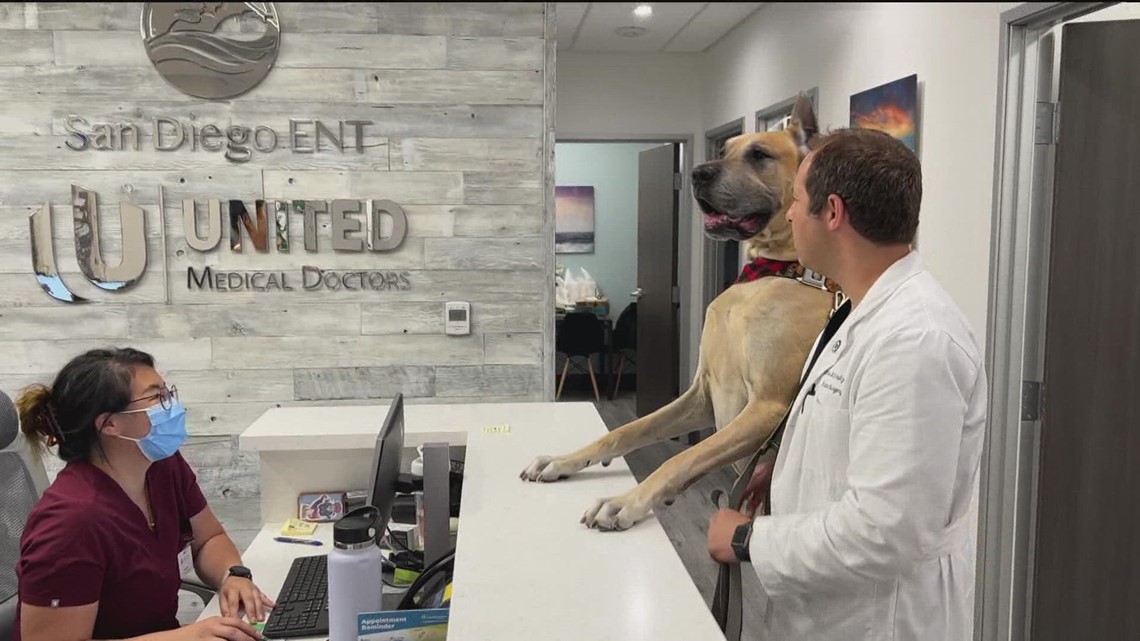 'Thor' the Great Dane therapy dog greets cancer patients - Vimarsana News