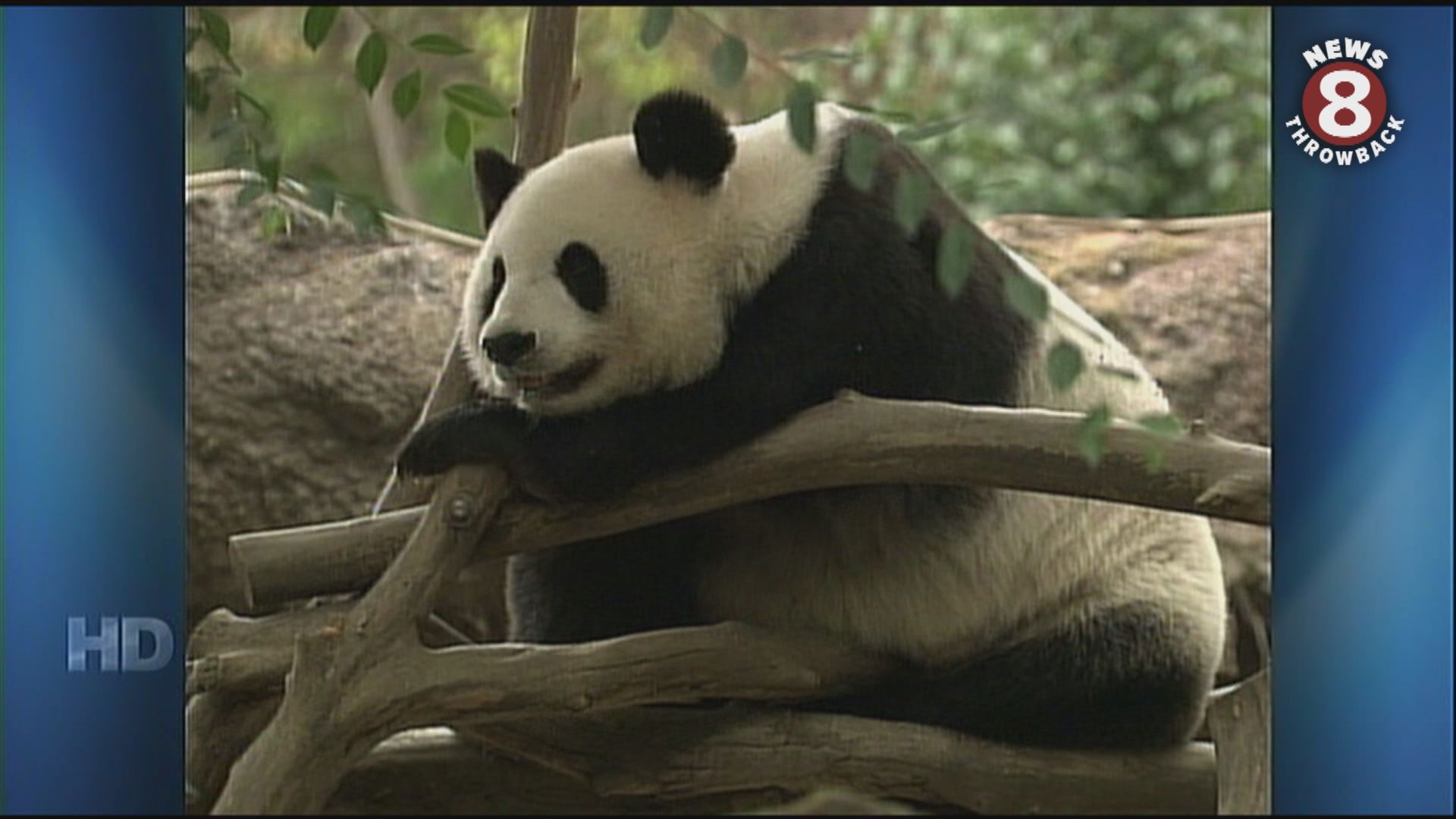 Looking back at the summer of 2009 when giant panda Bai Yun had her fifth cub--and a photo essay from Jon Stinebaugh of Hua Mei and her siblings.