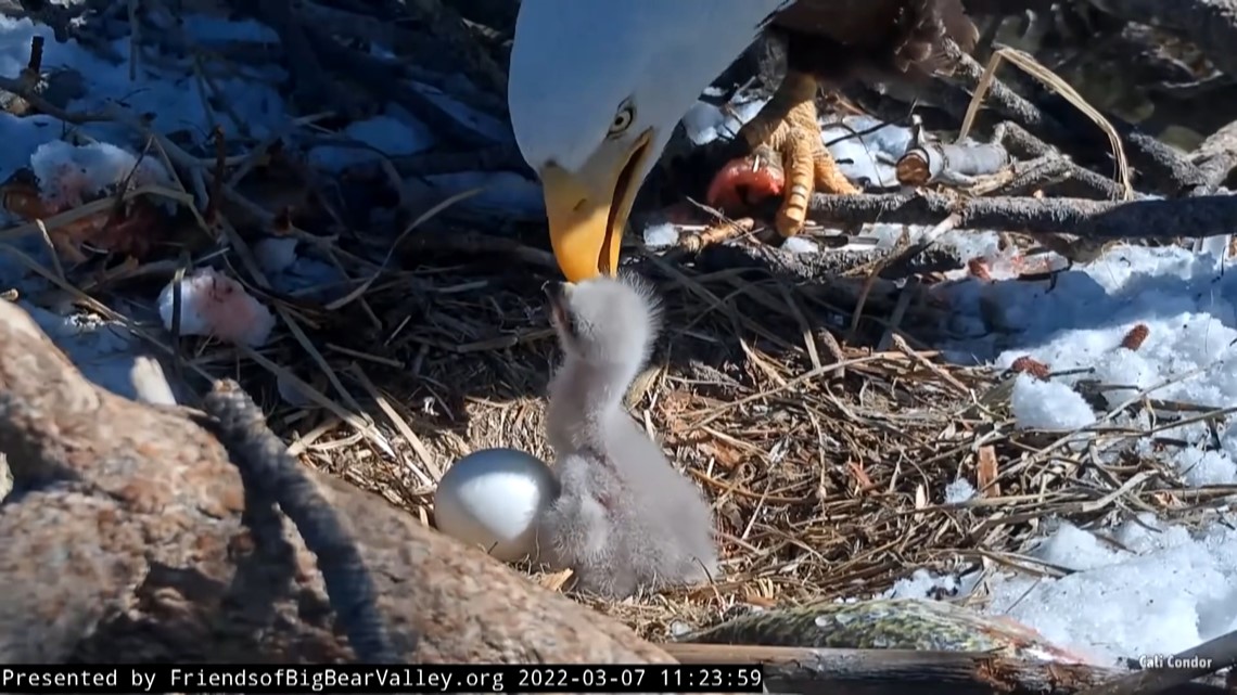 Big Bear Eagles welcome new chick - Vimarsana News