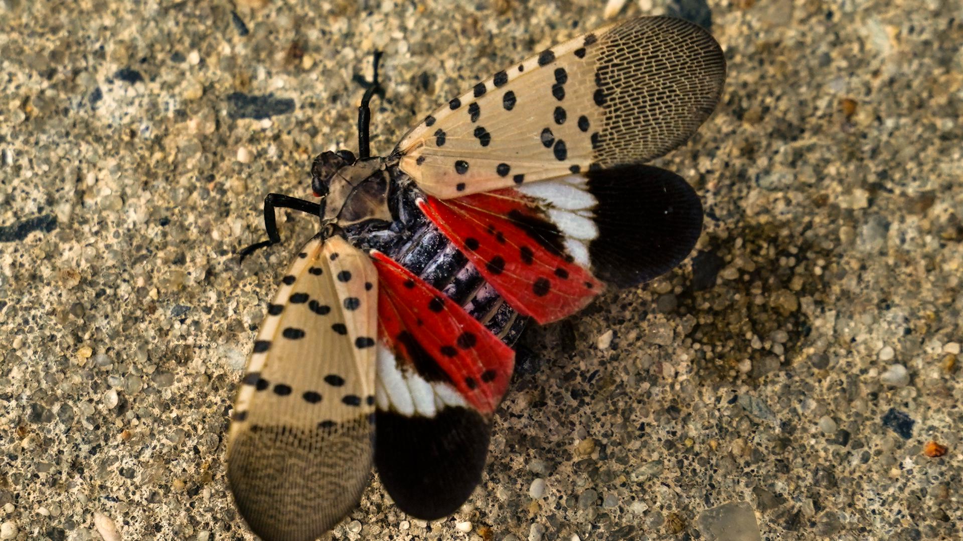 Spotted lanternflies feed on a variety of plants but love grape vines. California's grape industry produces more than 80 percent of wine in the U.S.