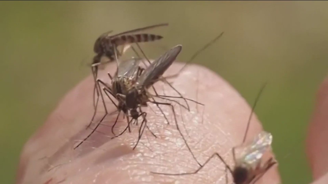 Mosquito, gnat explosion expected in San Diego after heavy rain | cbs8.com