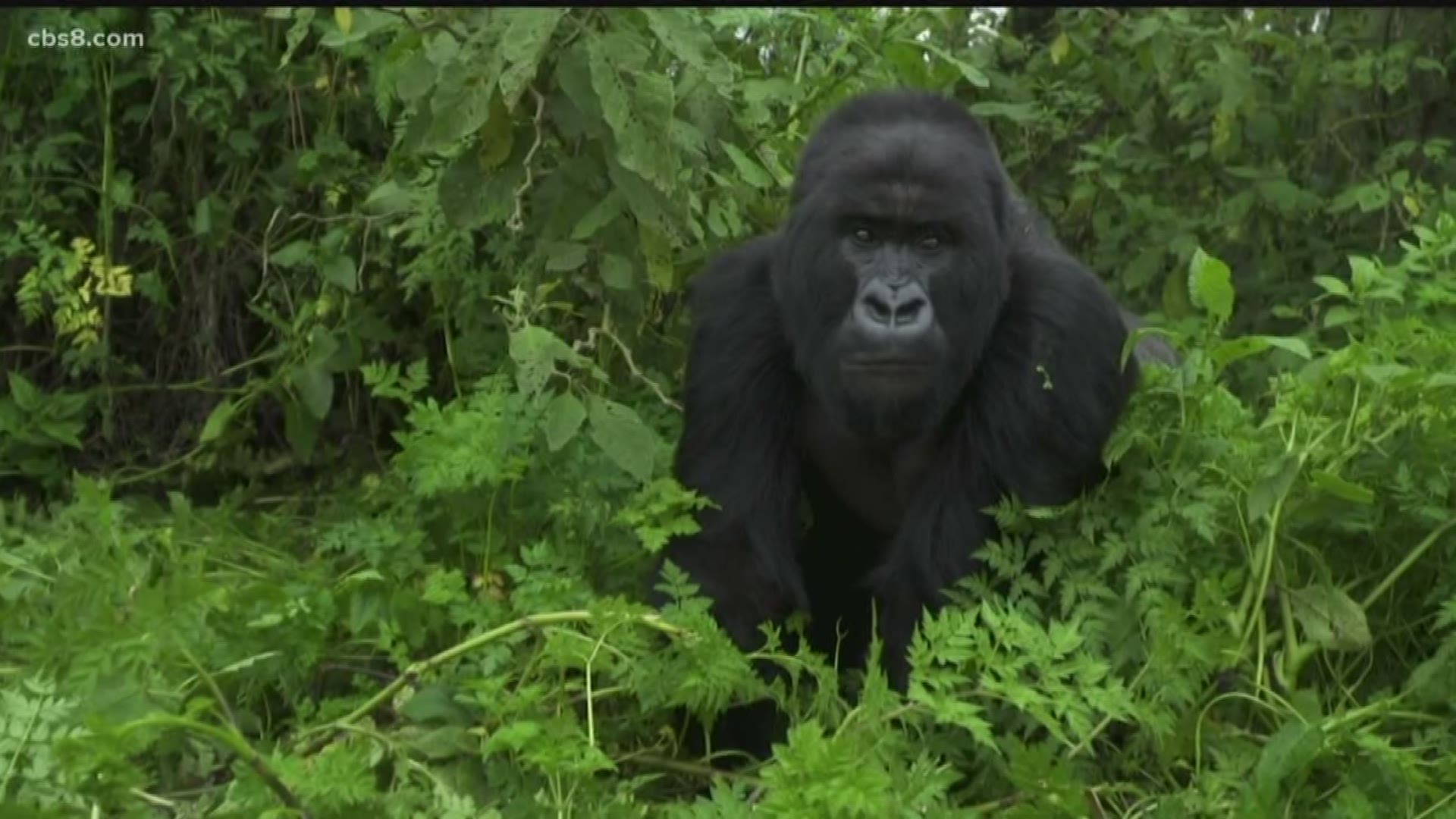 If you want to see the park where these gorillas live, it'll cost you $1,500 per person.