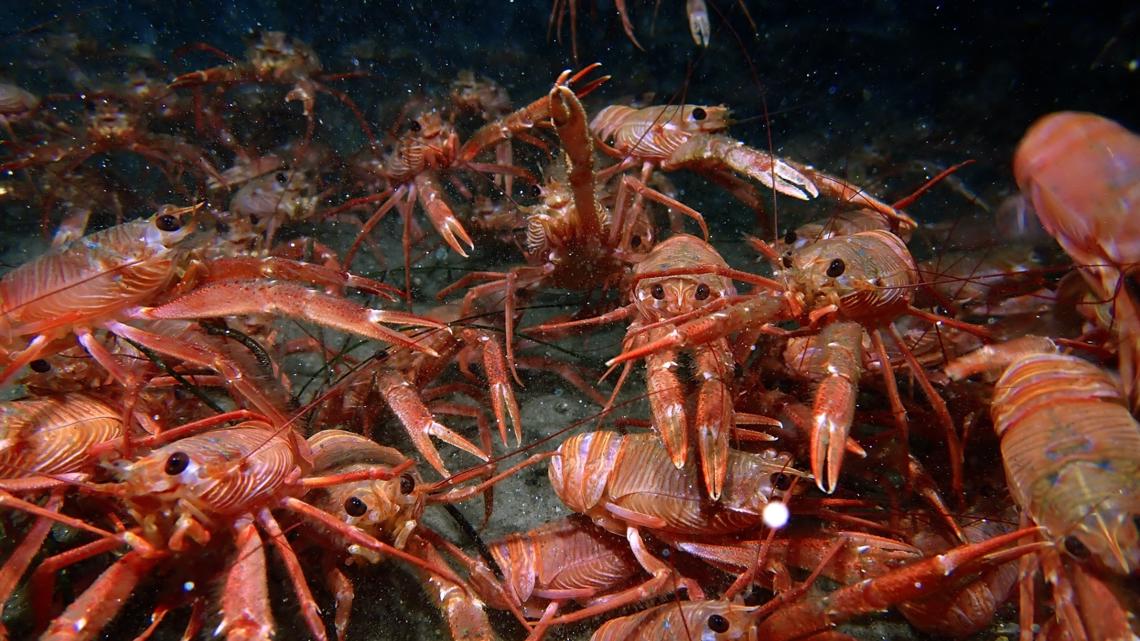 Tuna crabs are swarming San Diego beaches, waters
