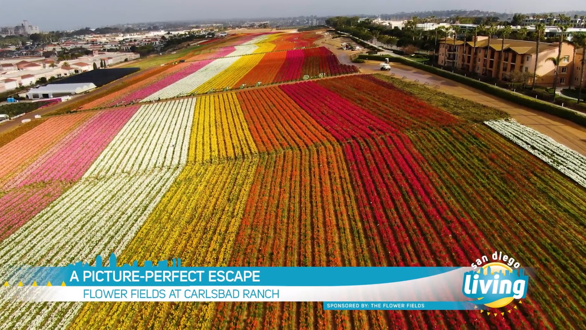 Recent Weather Fueled Unprecedented Spectacular Display. Sponsored by The Flower Fields