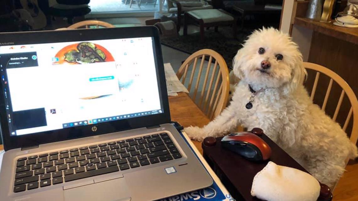 Best Lockdown Pet A virtual dog show