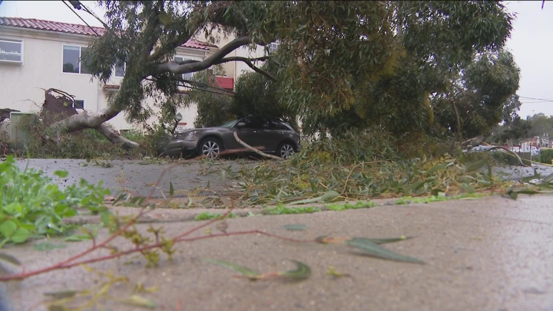 Saturated ground and multiple storms cause trees to topple across the region