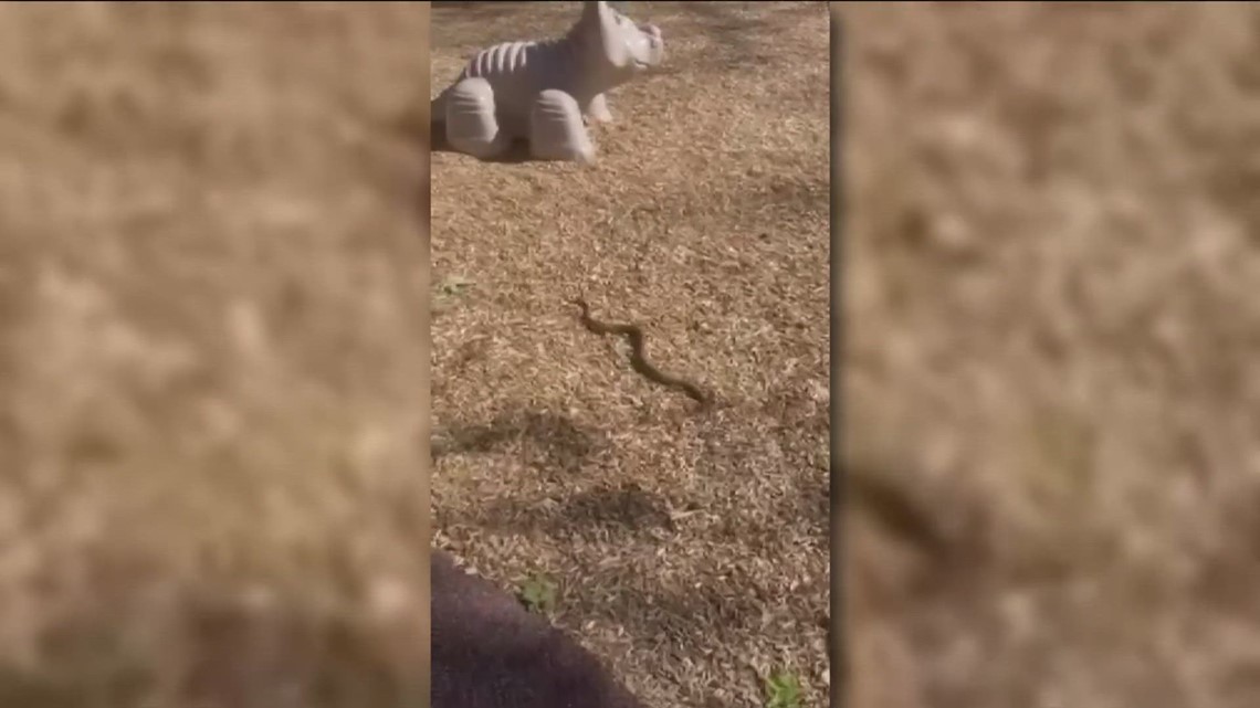 Rattlesnake caught at children's playground in Santee - Vimarsana News