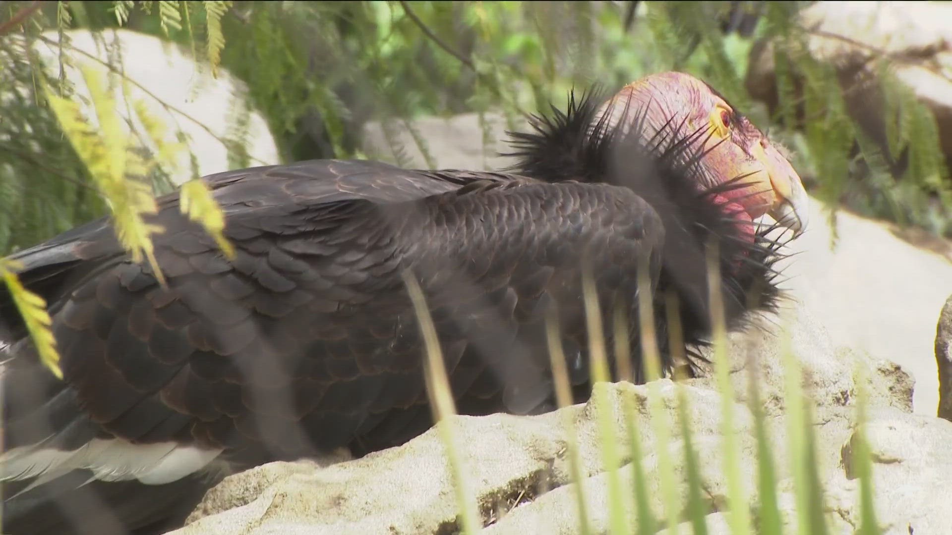 Forty years ago there were only 22 California Condors alive and now there is somewhere around 560