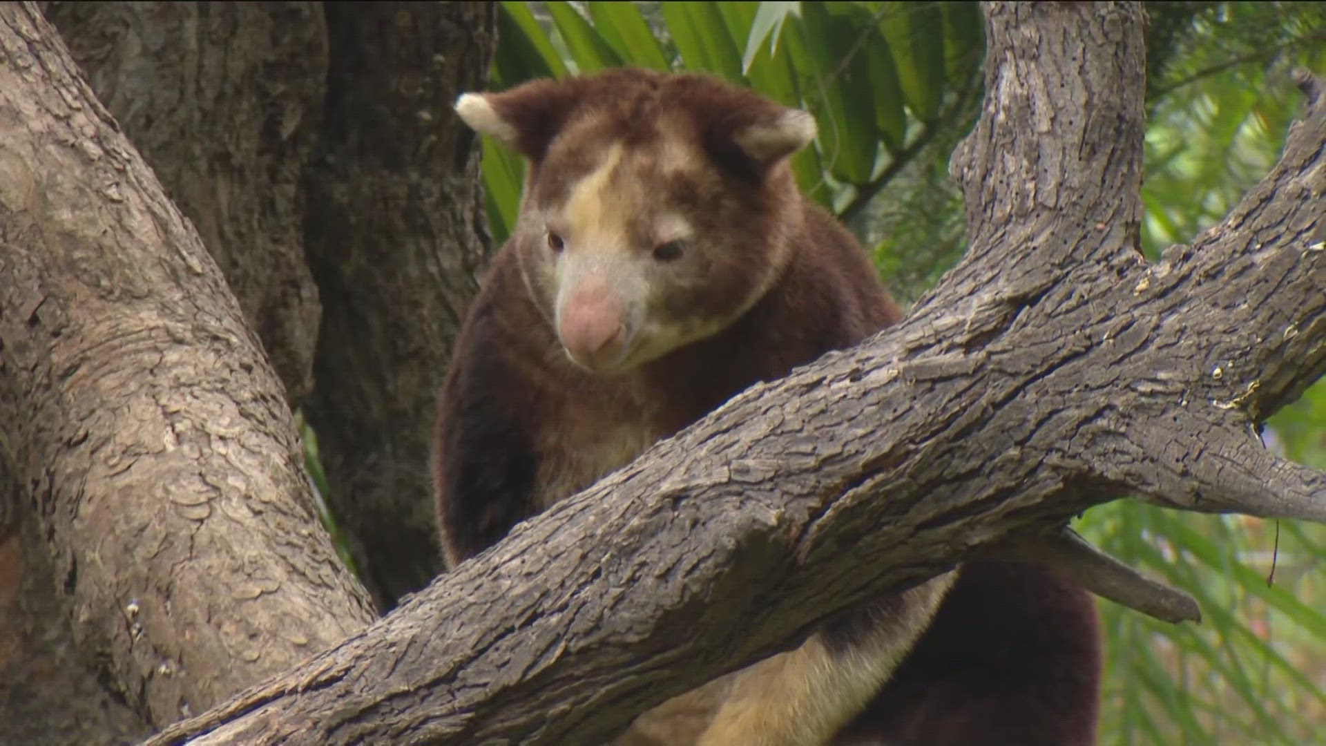 CBS 8 goes behind the scenes to learn about this endangered species from New Guinea.