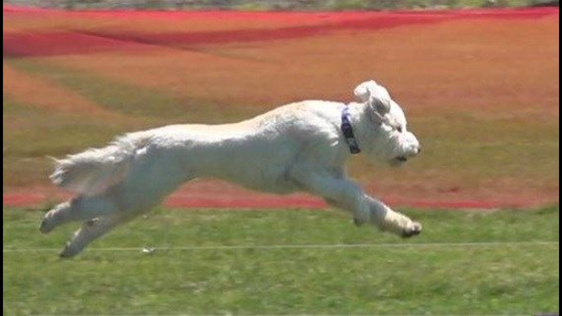 A Dog's Dream: Running and chasing! | cbs8.com