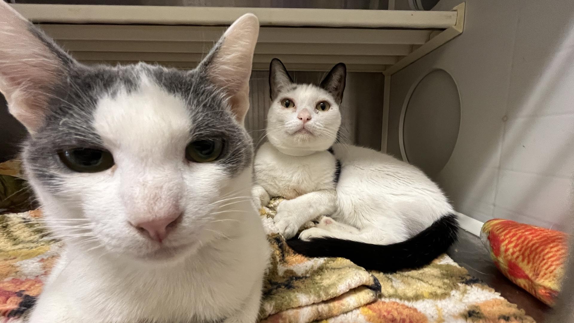 124 cats removed from Fullerton house put OC Animal Care over capacity.