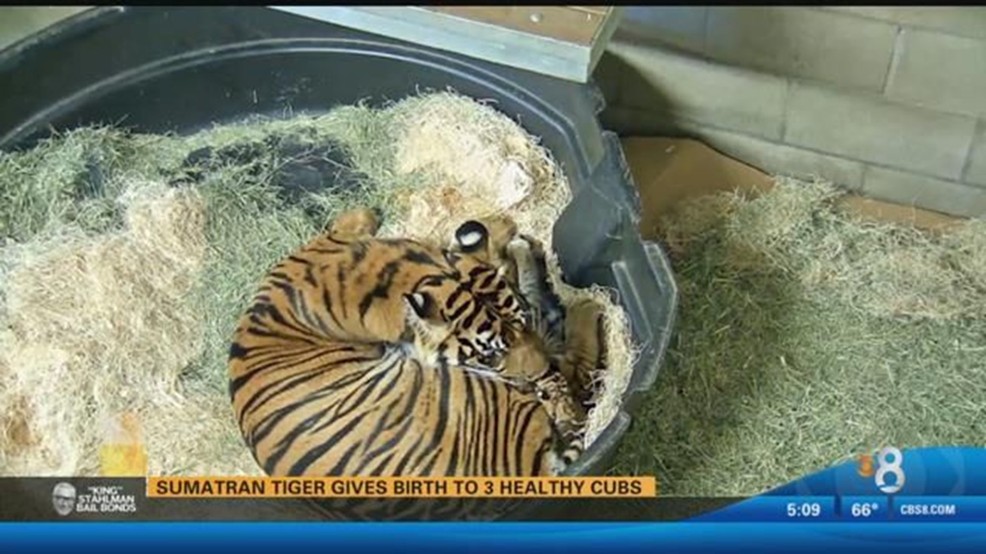 San Diego Zoo Safari Park: Two Sumatran tiger cubs born