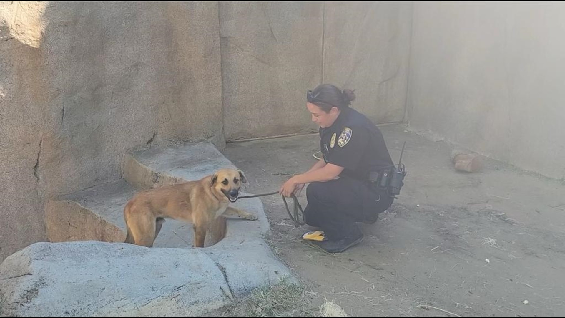 Dog enters gorilla enclosure at San Diego Zoo Safari Park