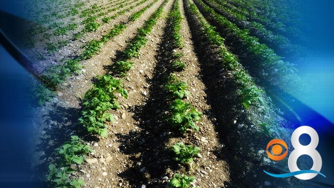 San Diego County's agricultural production, 1.82 billion