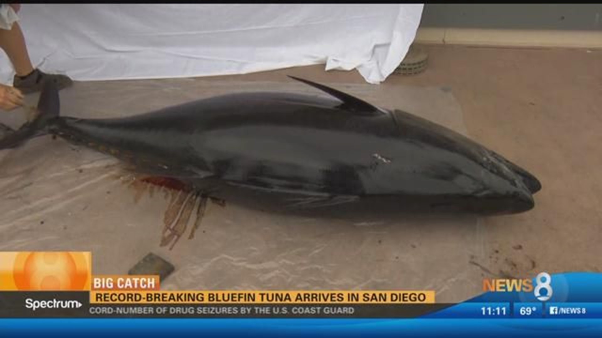 Anglers hook record-breaking bluefin tuna off San Clemente coast