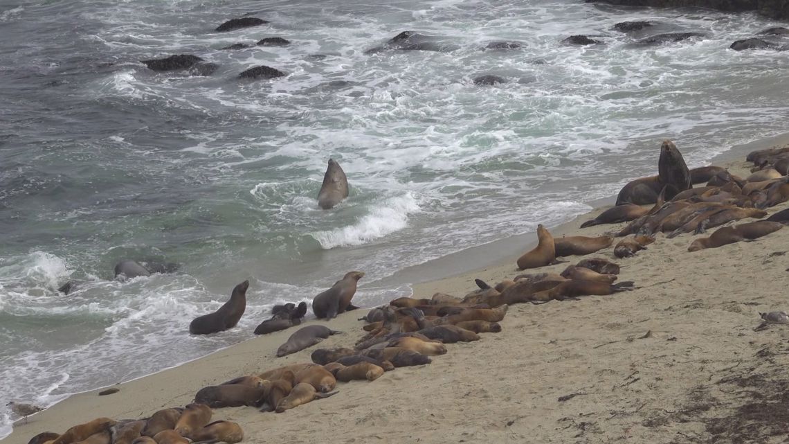 Sea lion pups found dead at La Jolla Cove in San Diego | cbs8.com