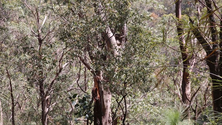 San Diego Zoo Koala Australia