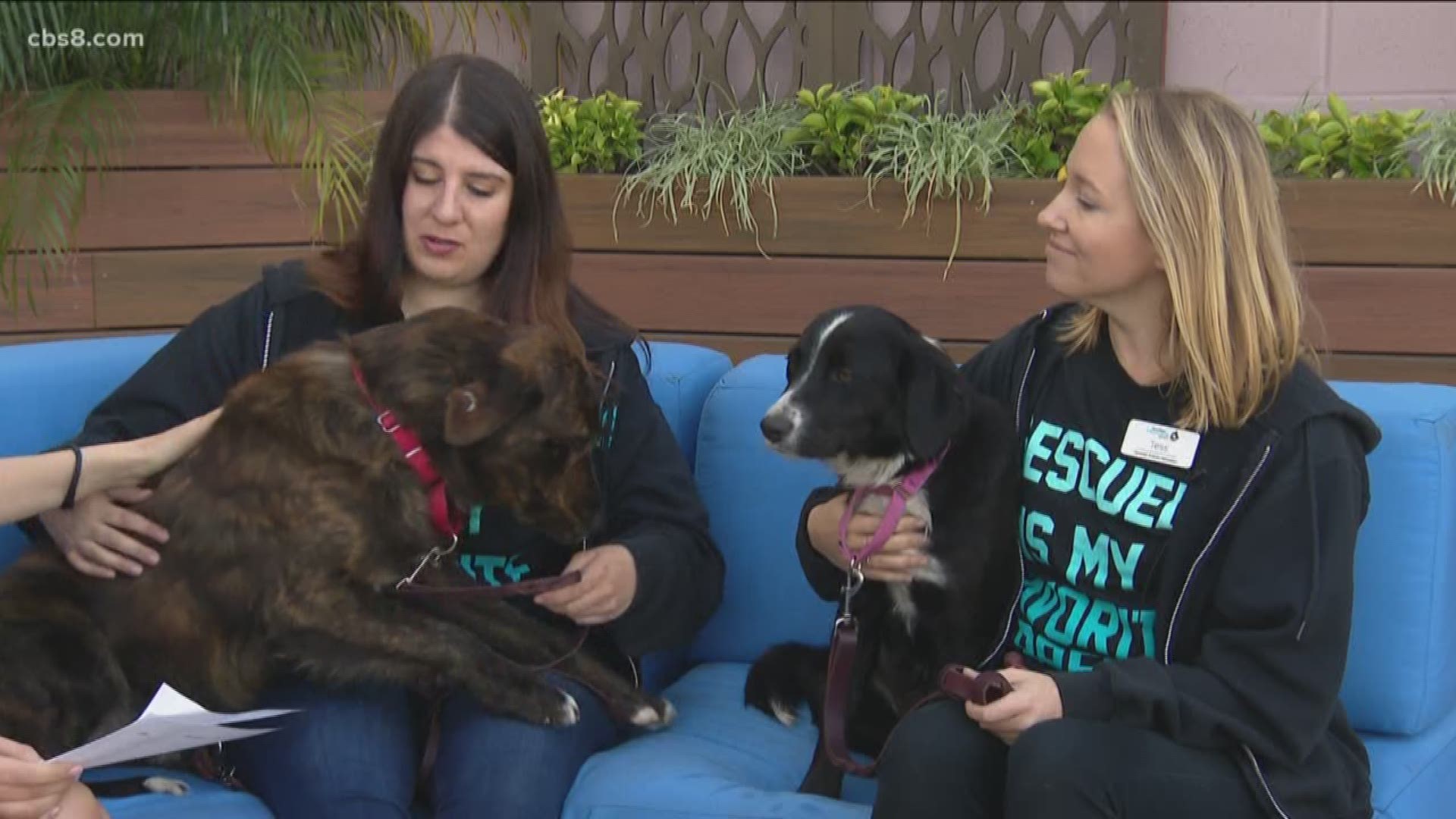 Thursday is "Love Your Pet" Day. Good thing that the San Diego Humane Society has a few good dogs looking for a family!