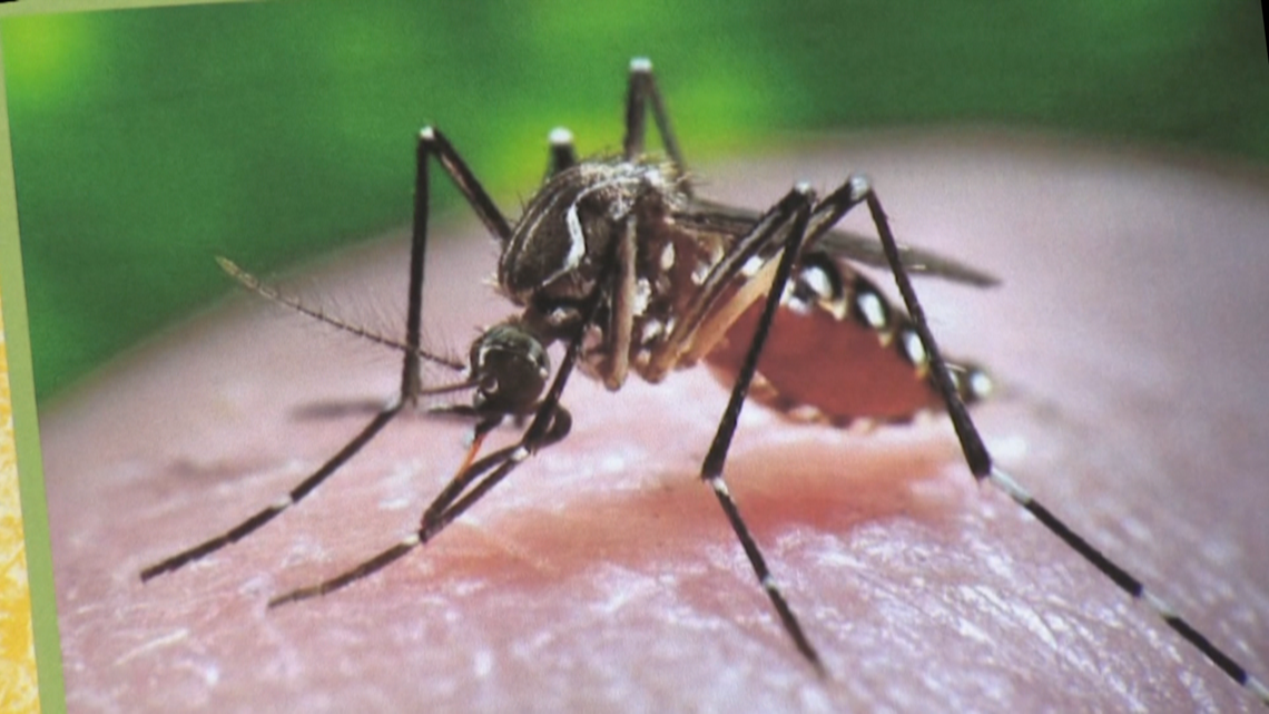Mosquito season hits San Diego