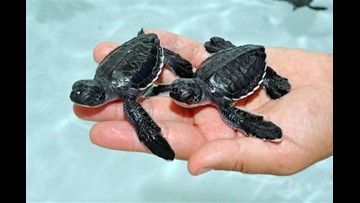 When Do Sea Turtles Hatch