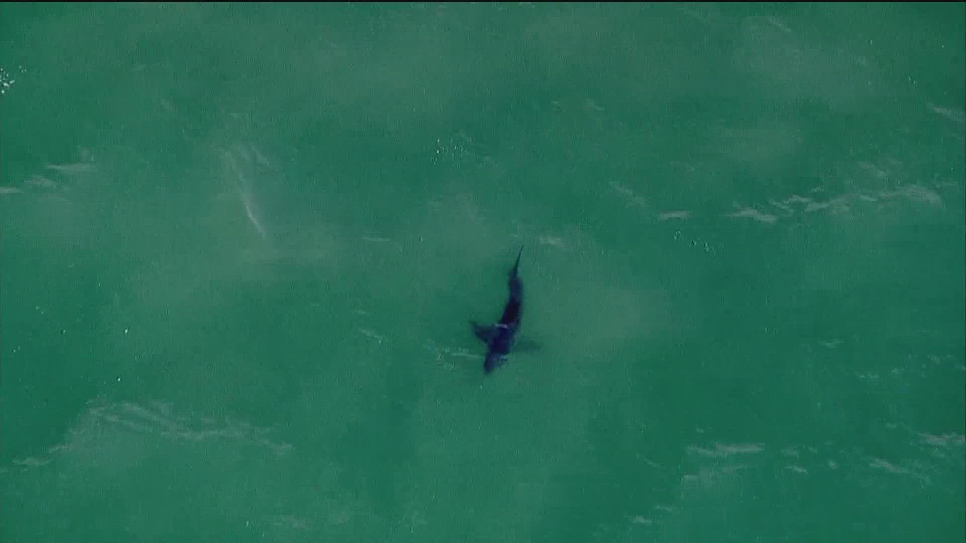 A woman attacked by a shark in the Del Mar area of San Diego stressed the importance of swimming with a buddy and near a lifeguard.