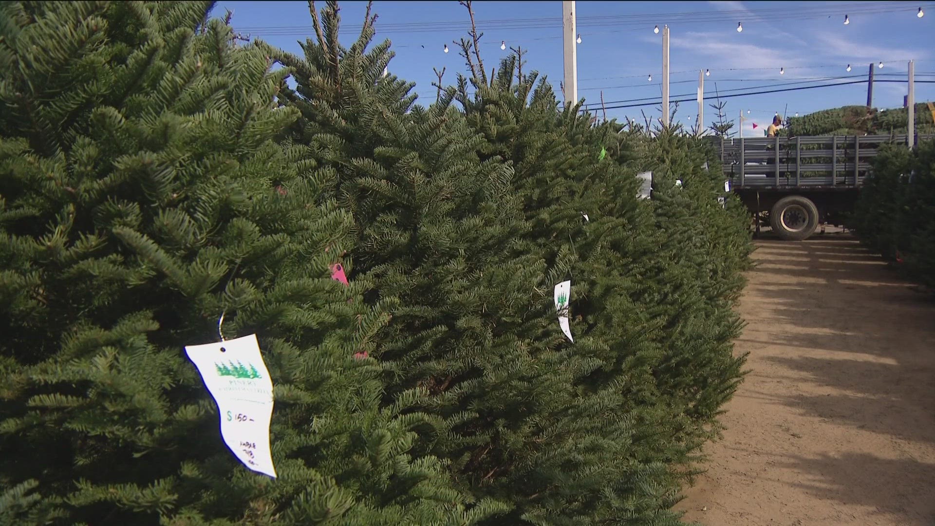 Many of us are getting into the holiday spirit and that means picking out and putting up a Christmas tree.