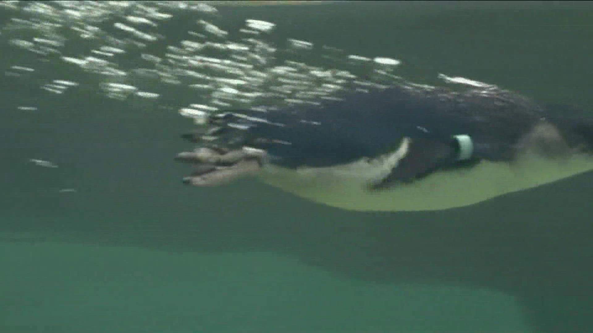 The Birch Aquarium has a new home for the world's smallest penguins. The public will be able to see "Little Blues" for the first time on July 13.