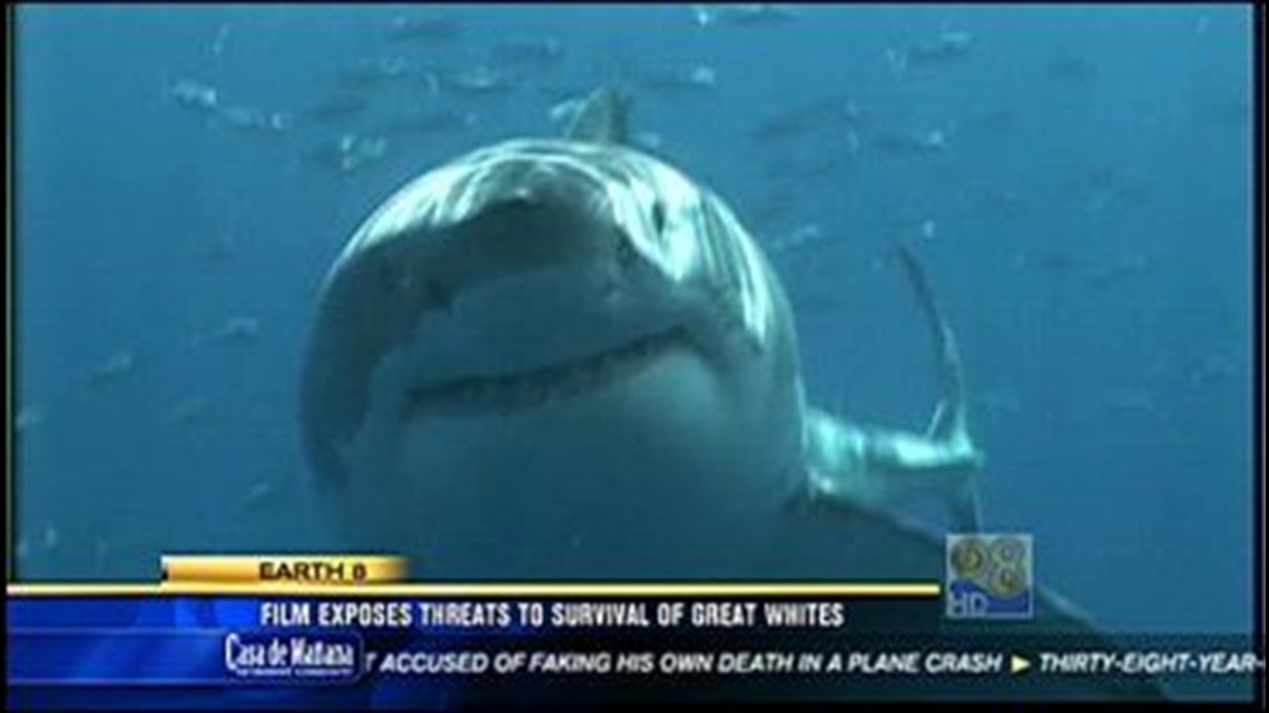 Film Exposes Threats To Survival Of Great Whites | cbs8.com