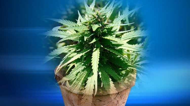 hanger plants Ashman 12