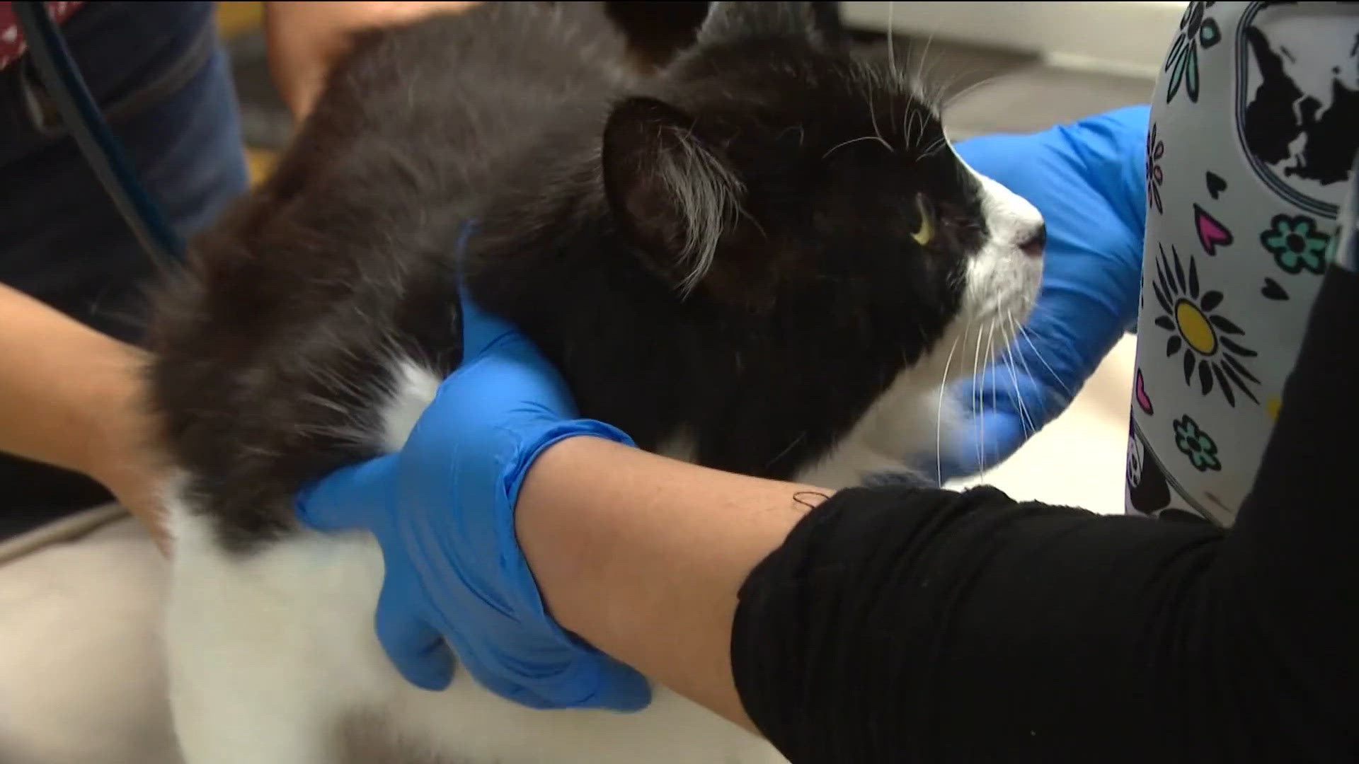Popular hair-growth treatment could be deadly to pets as poison control calls su...