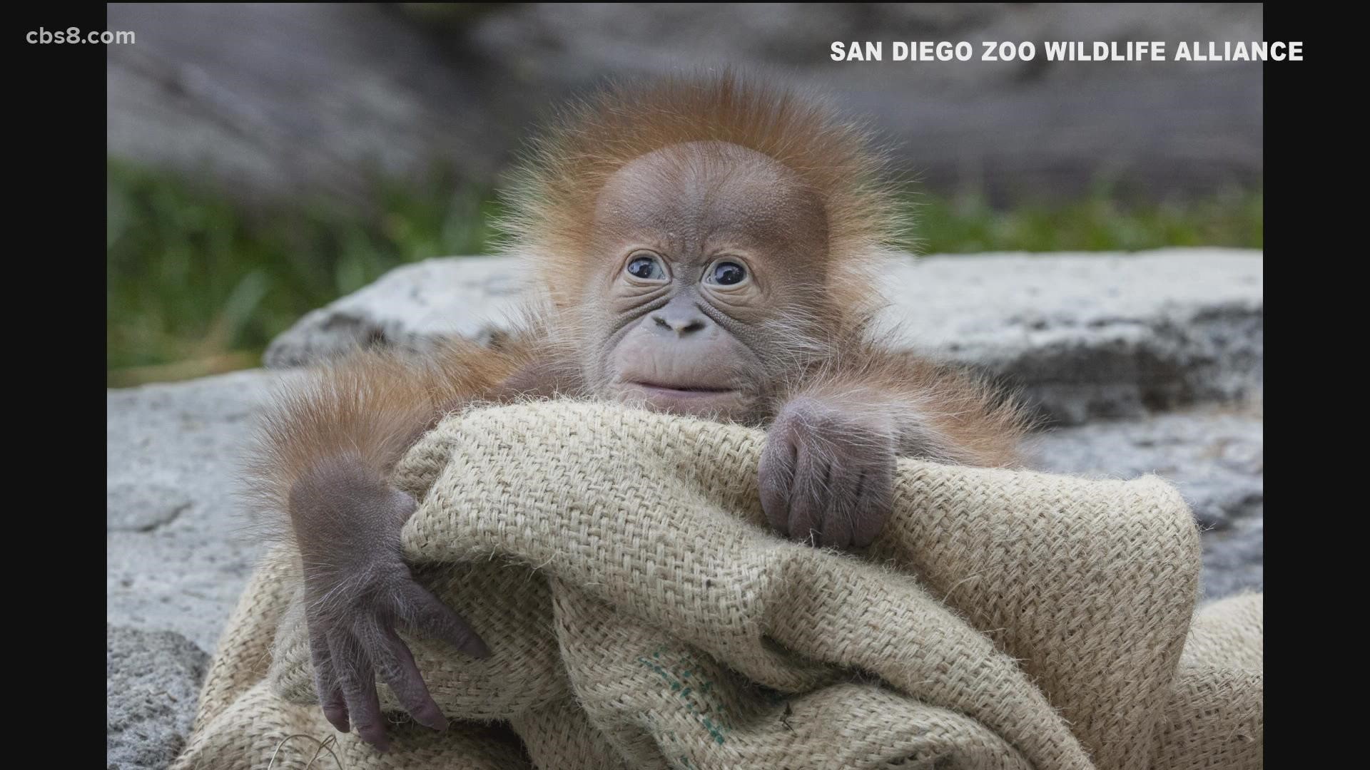 Indah, a 35-year-old Sumatran orangutan, gave birth to her third infant earlier this month, the San Diego Zoo announced Tuesday.