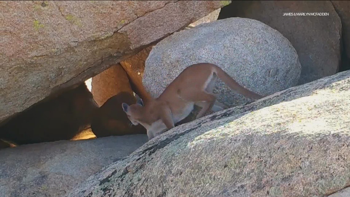 Euthanization of LA mountain lion highlights importance of preserving animals in urban areas - Vimarsana News
