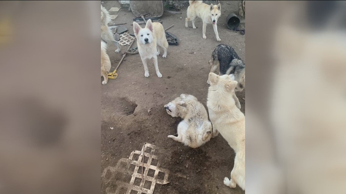 Neighbors rally against what they say is animal abuse, neglect in Lomita Village - Vimarsana News