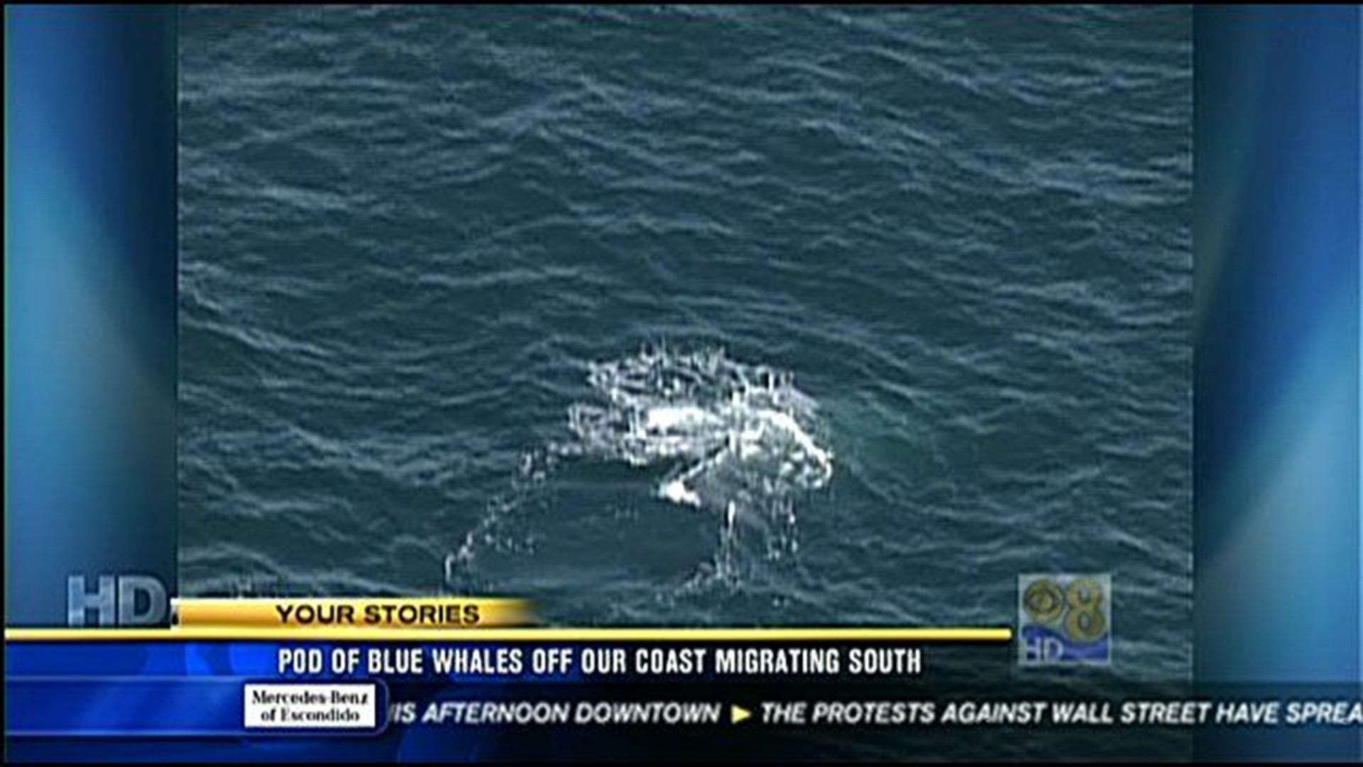 Pod of blue whales spotted off San Diego coast, migrating south | cbs8.com