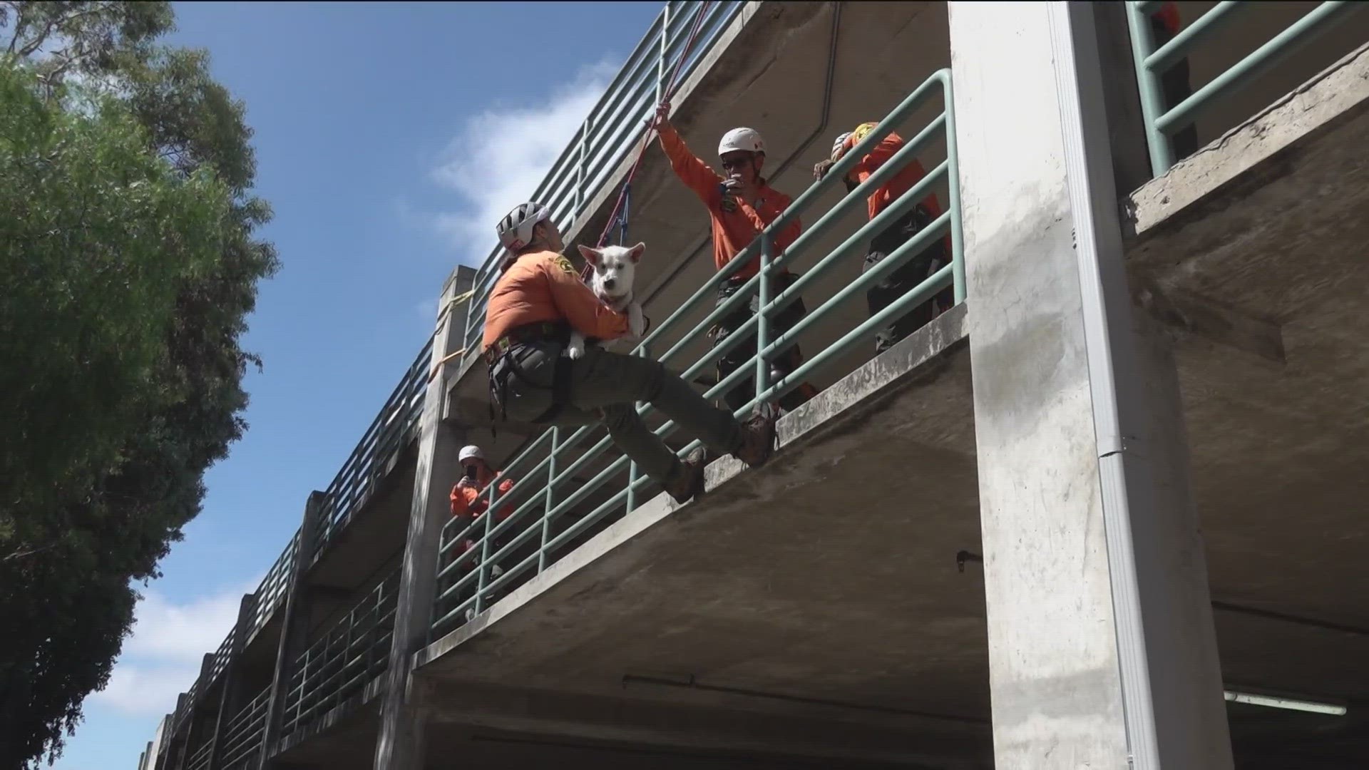 Albert is one of 18 dogs in the unit participating in a rope exercise with the volunteer technical rescue unit.