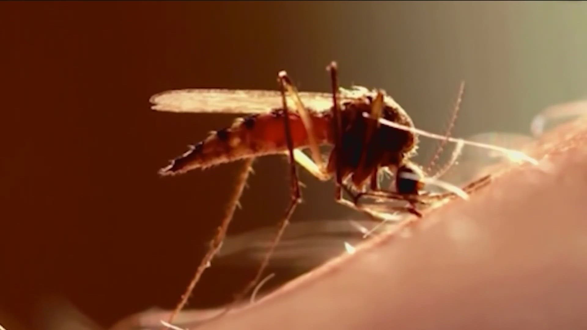 A batch of mosquitos collected from the north end of Los Penasquitos lagoon adjacent to Del Mar and parts of San Diego tested positive for West Nile Virus.