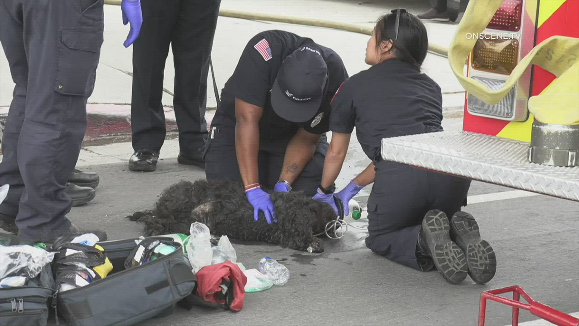 Firefighters rescued a dog from a house fire in the Skyline neighborhood Saturday evening.